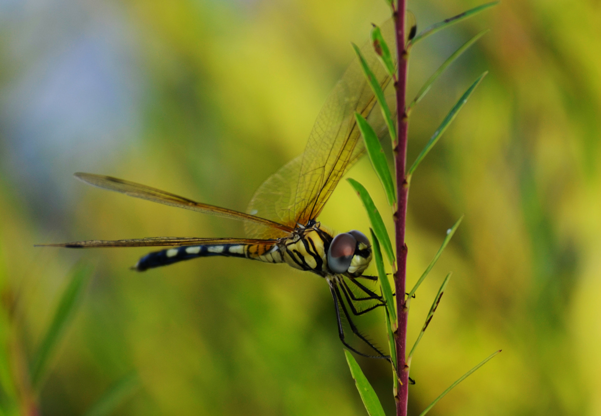 dragon fly