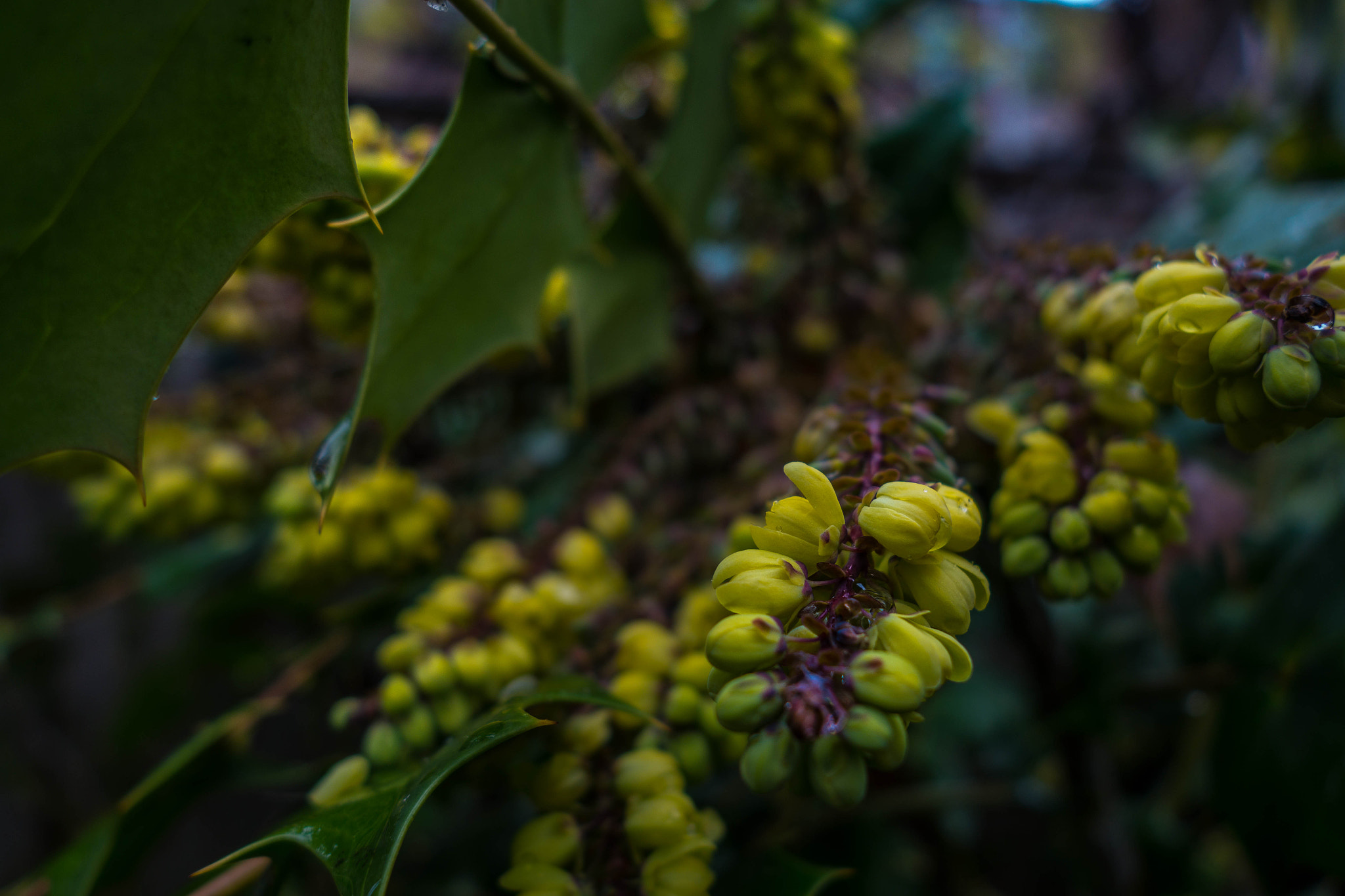 Spring: Mahonia 