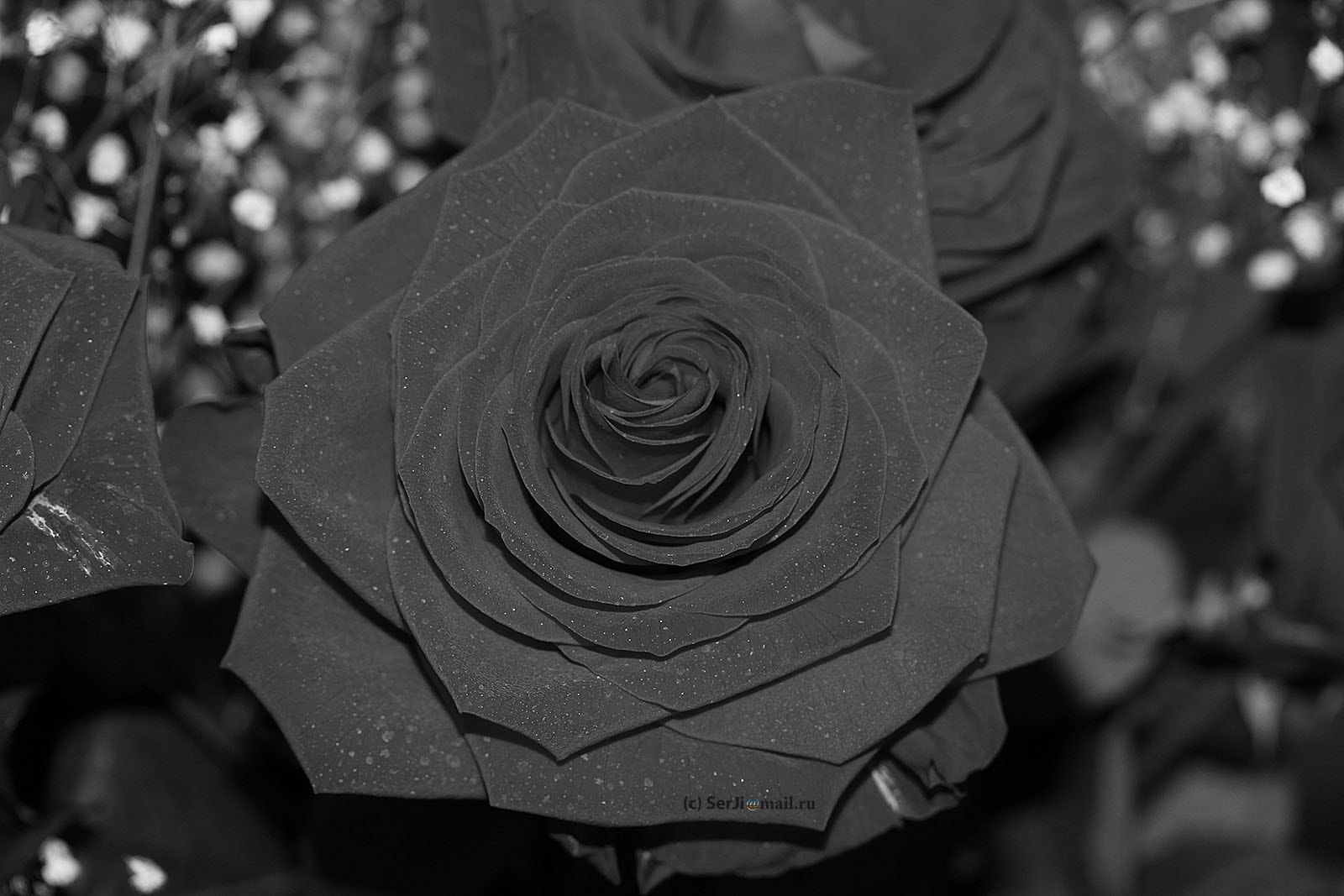 Роза. Rose. (bw)