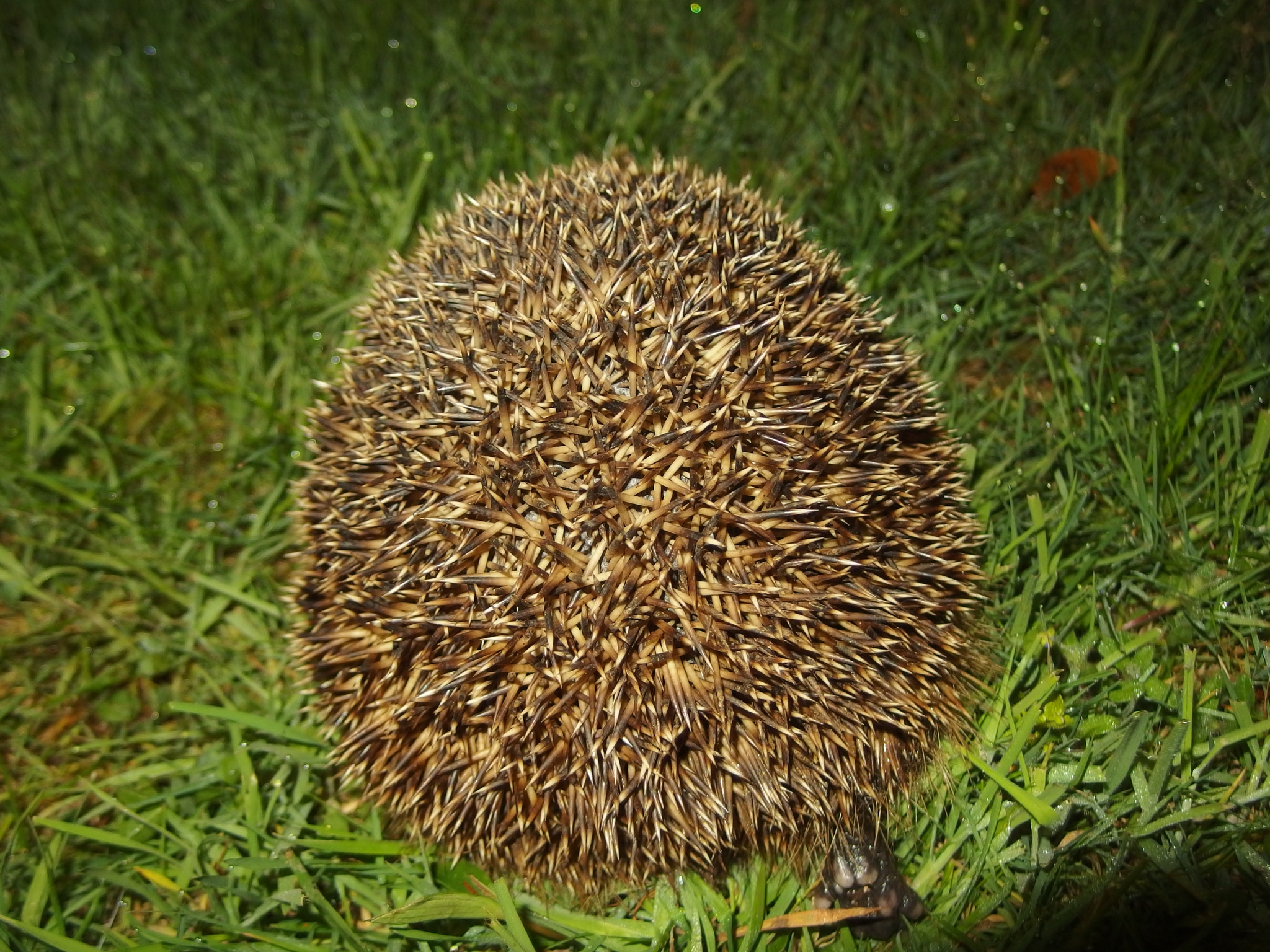 A Hedgehog and hind foot