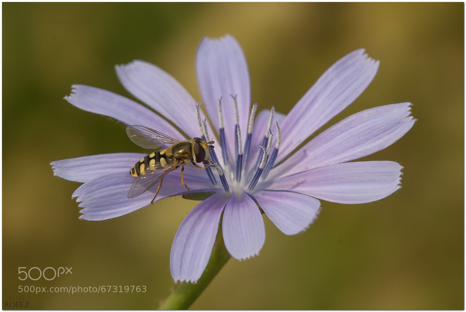 Canon EOS 60D sample photo. Hoverfly on chicory flower photography