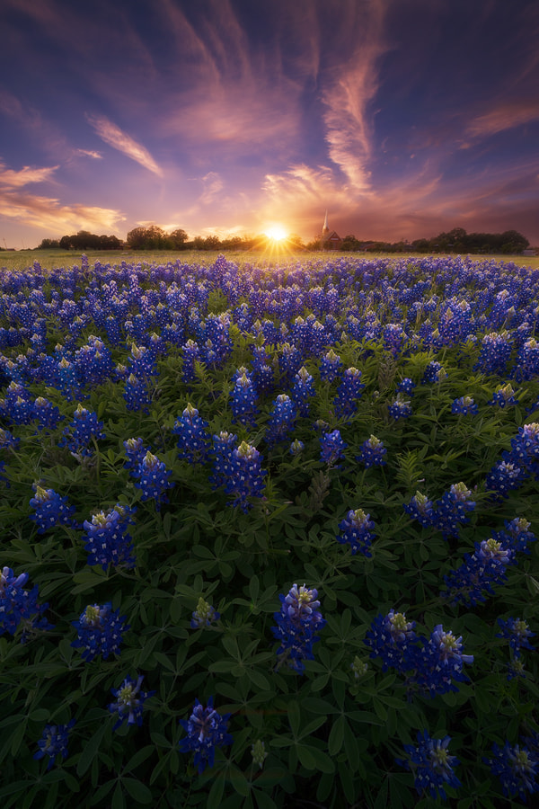 A Canvas of Texas Spring by Nagesh Mahadev on 500px.com