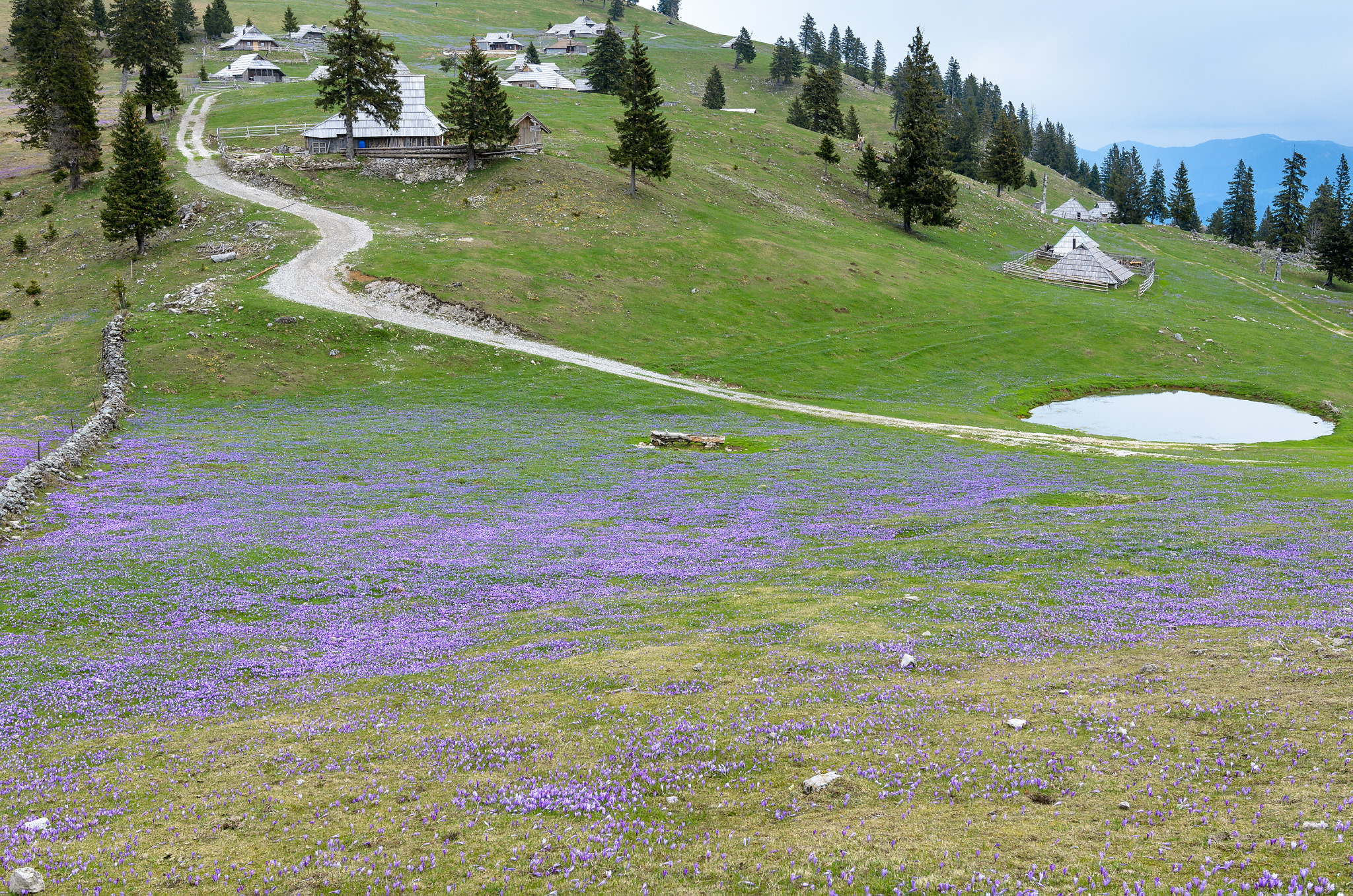 Safflower plains