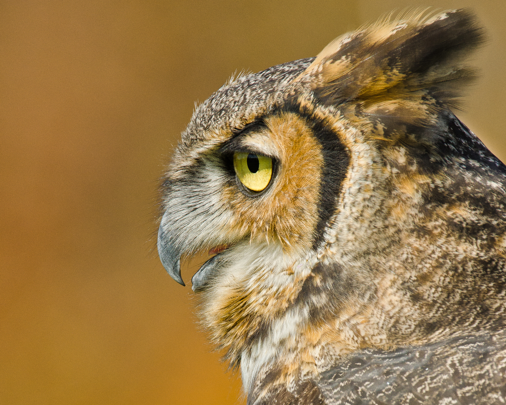 Great Horned Owl