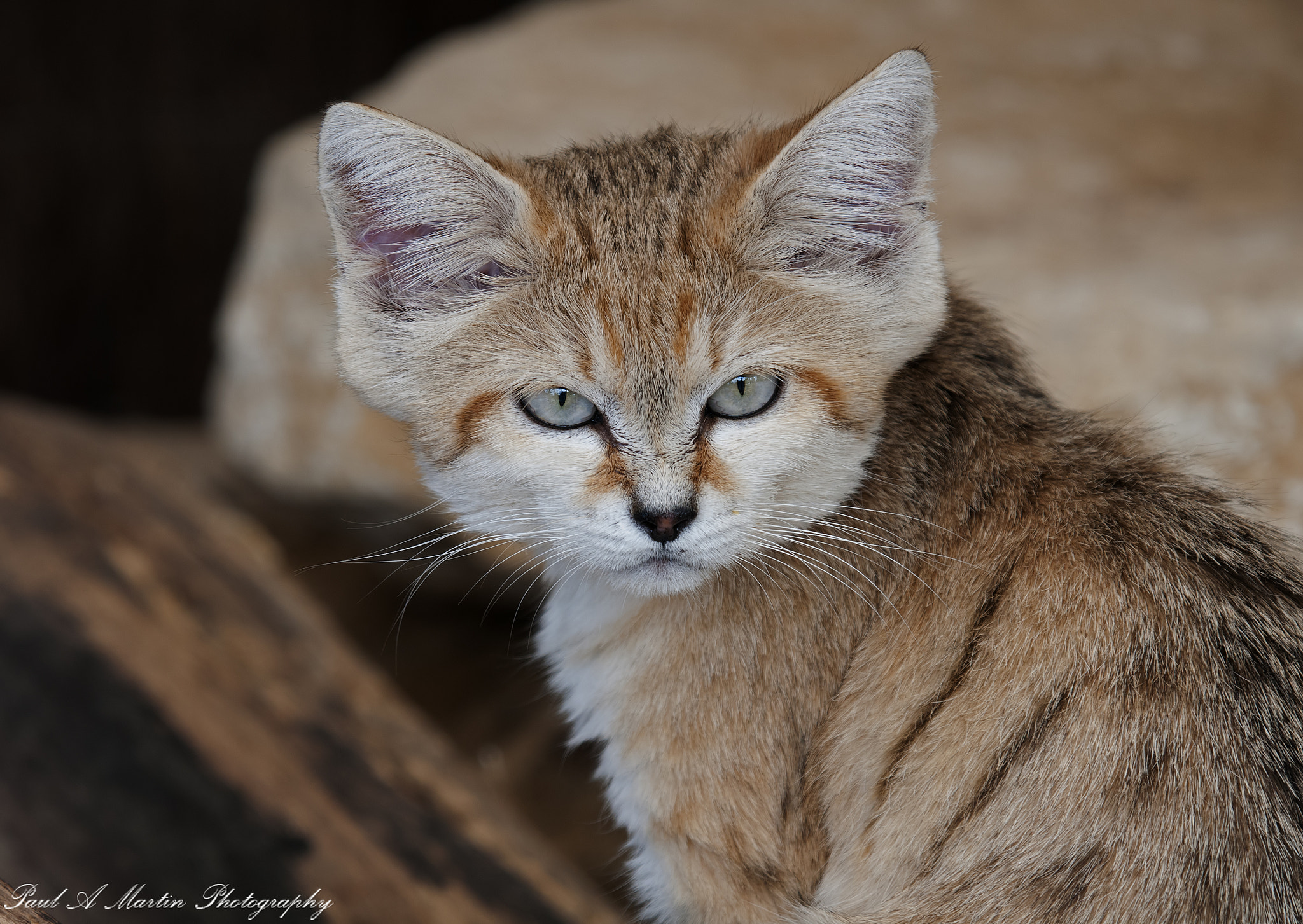 Arabian Sand Cat by Paul Martin / 500px