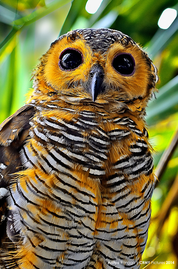 OWL OF THE DAY by Aditya Rangga on 500px.com