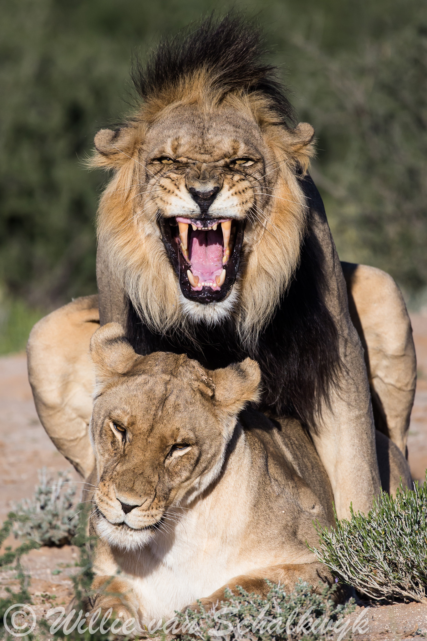 Mating lions in the Kgalagadi