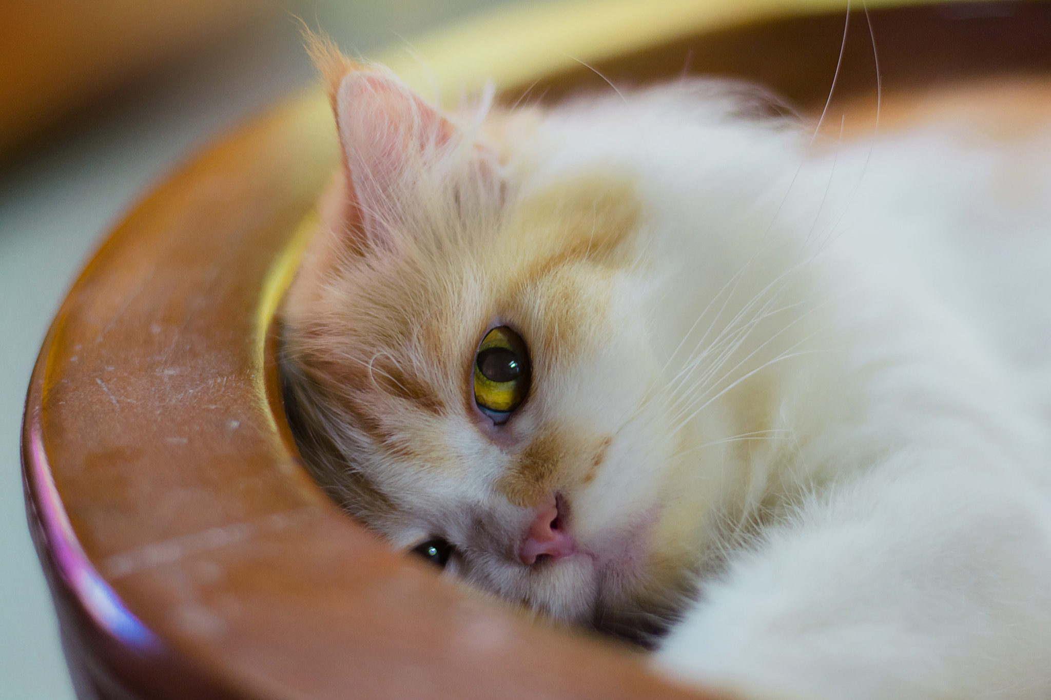 Chinchilla Persian cat