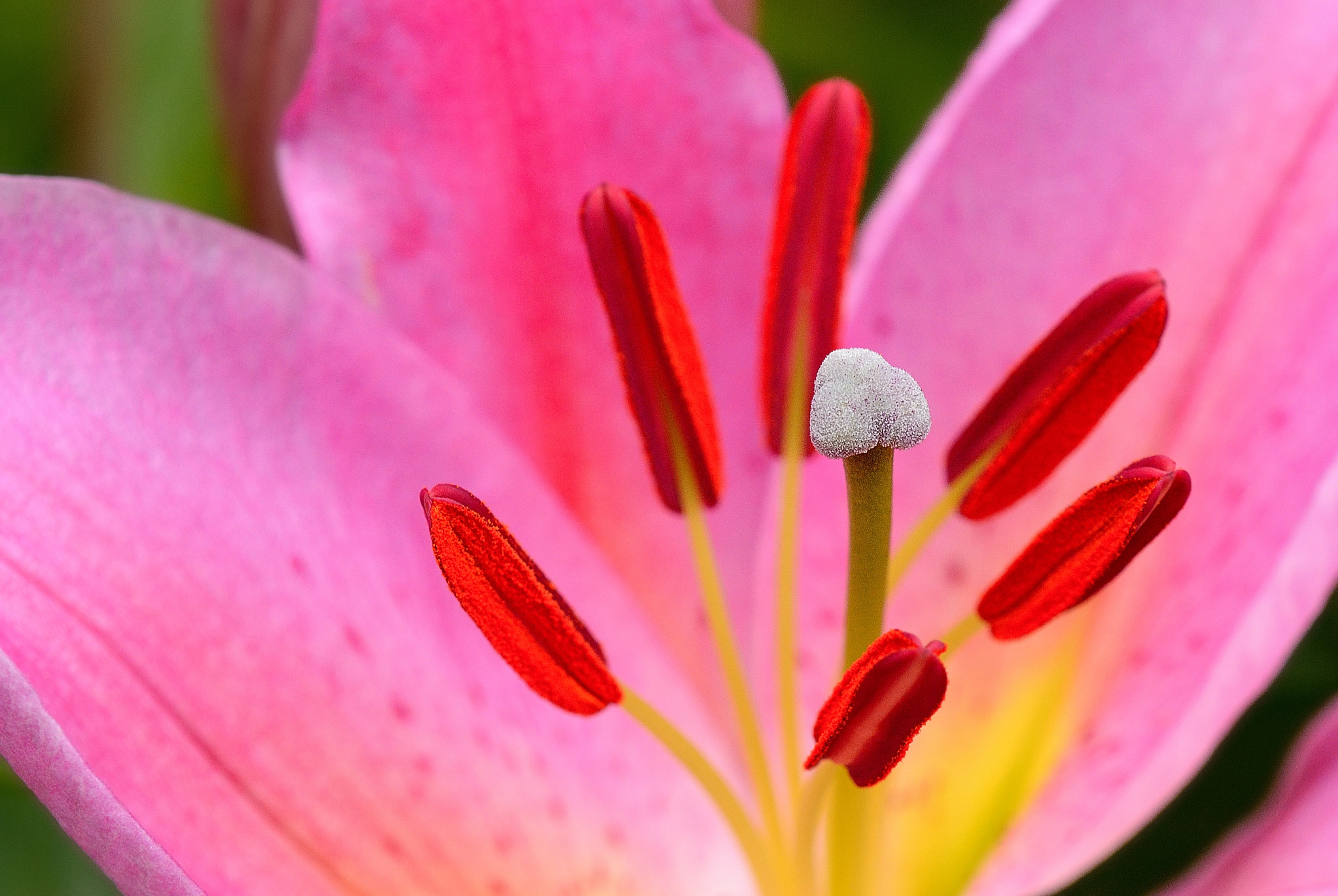 Casablanca Lily