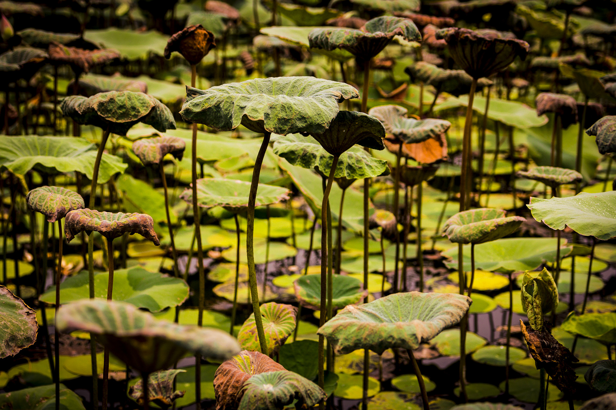 v2?sig=f0e424e98880f270d752c471d368656dbed6108e26469f9a289c0e11b98cd52e