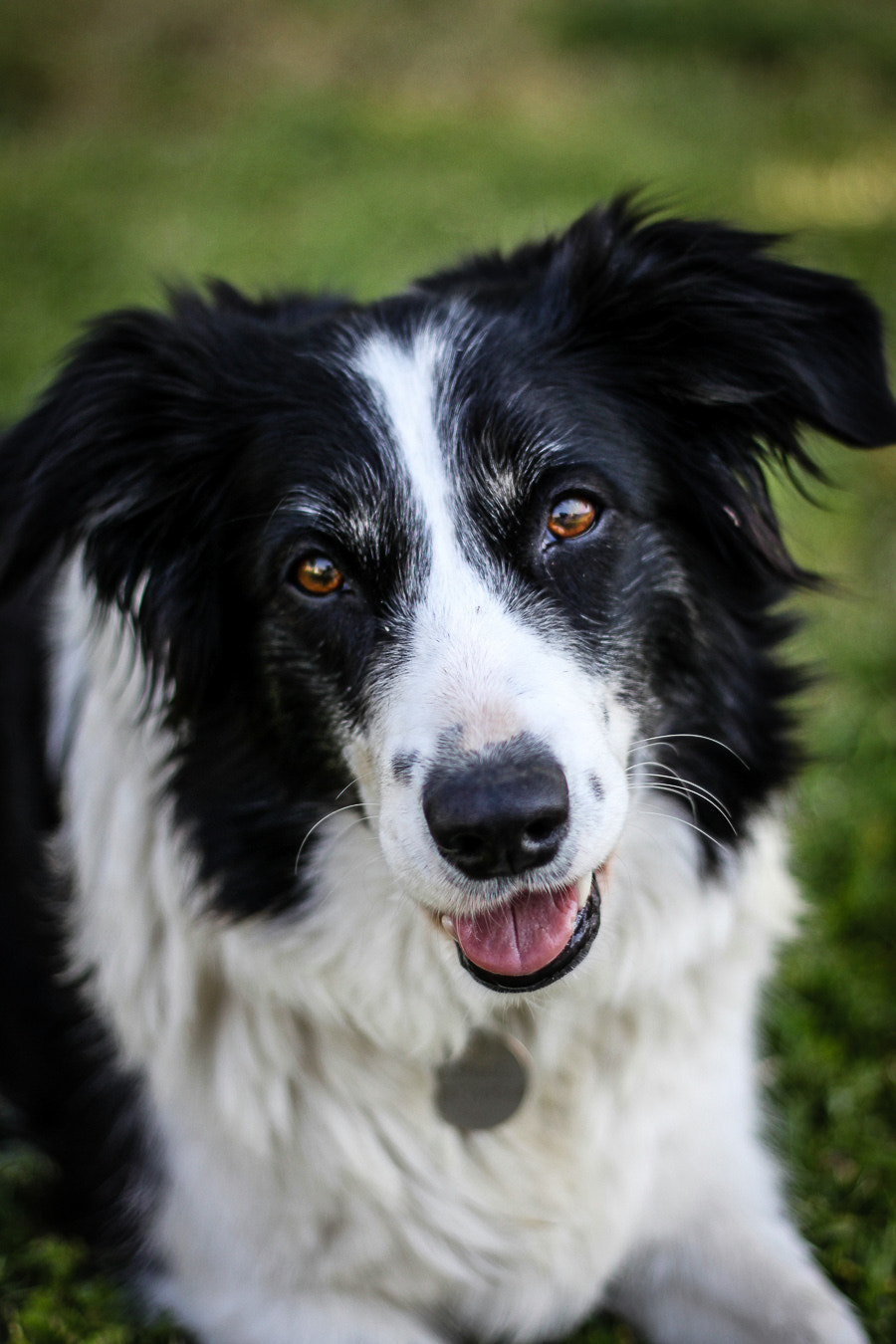 Meet Astuce the border collie