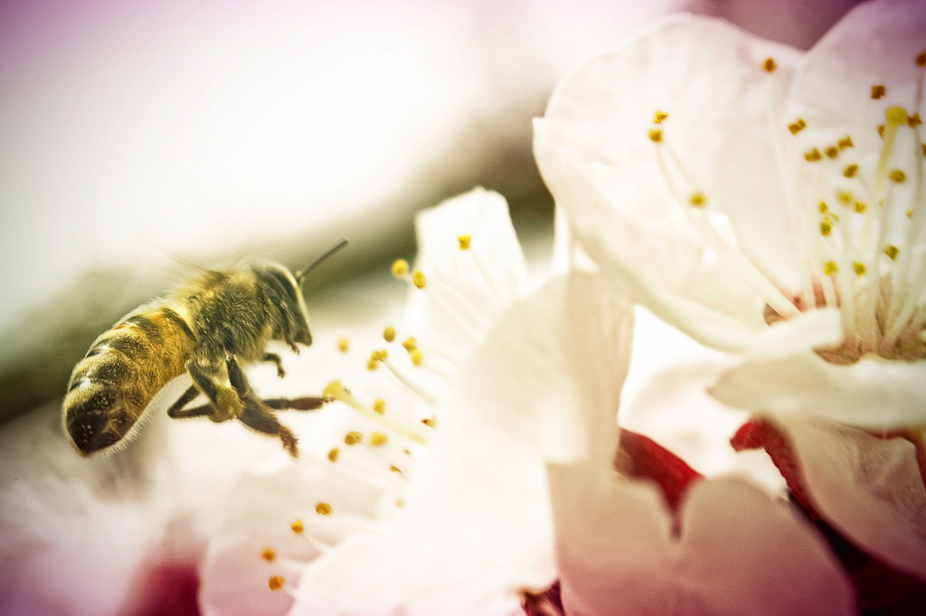 Busy Bee by Casey Stump | 500px.com