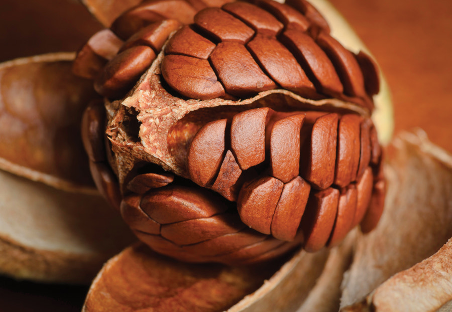 Mahogany seed pod by James Beriau - Photo 6759751 / 500px