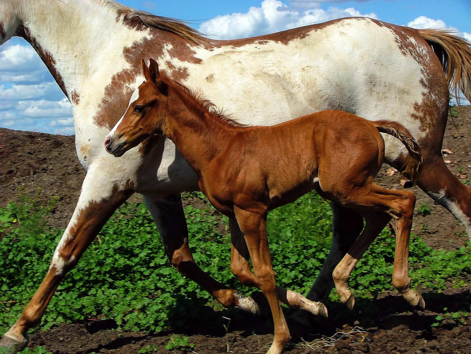 Mare and Foal