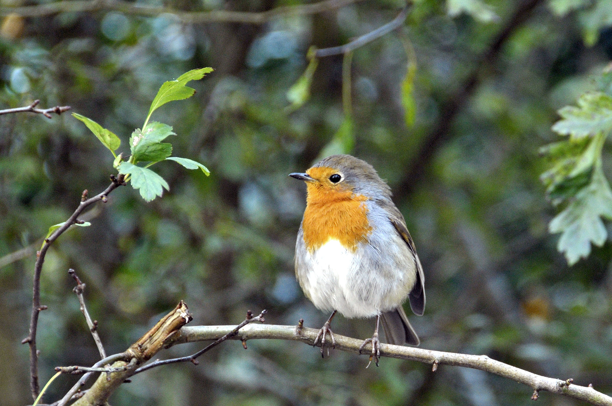 Robin