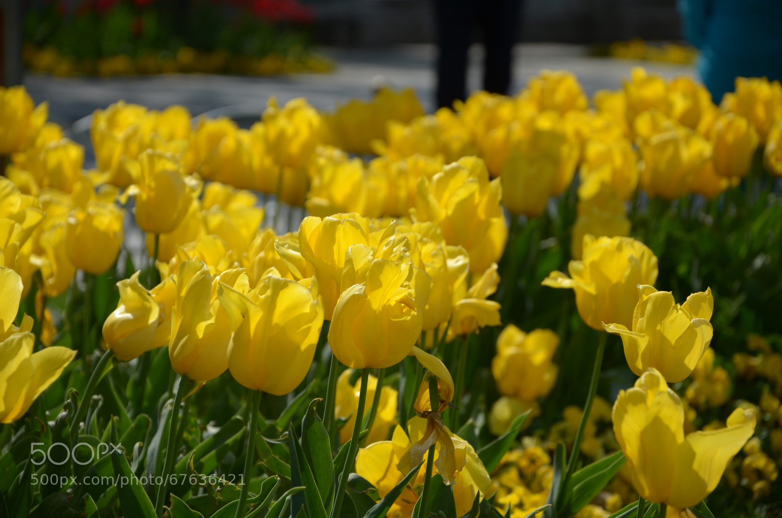 Nikon D5100 sample photo. Untitled photography