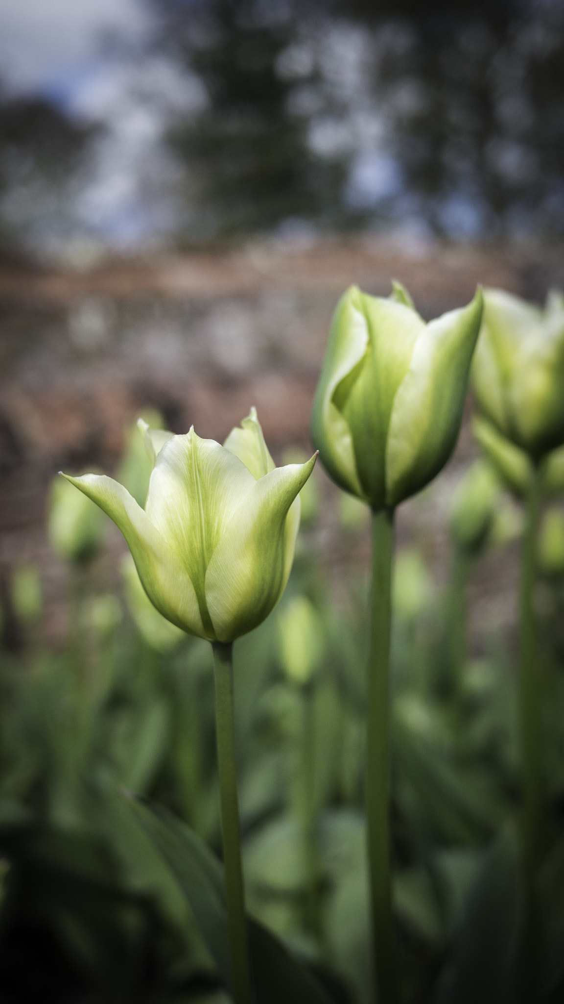 Green Tulip