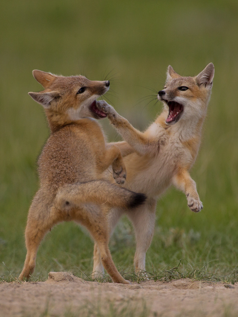 Swift Fox kits at play.