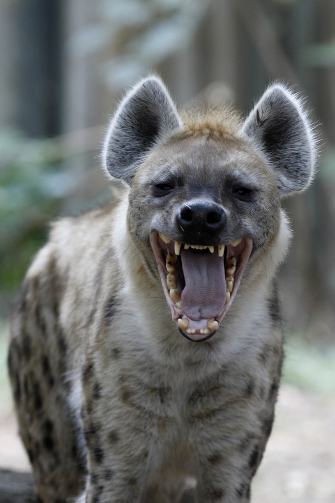 Hyena smile by Miguel Angel Aguirre / 500px