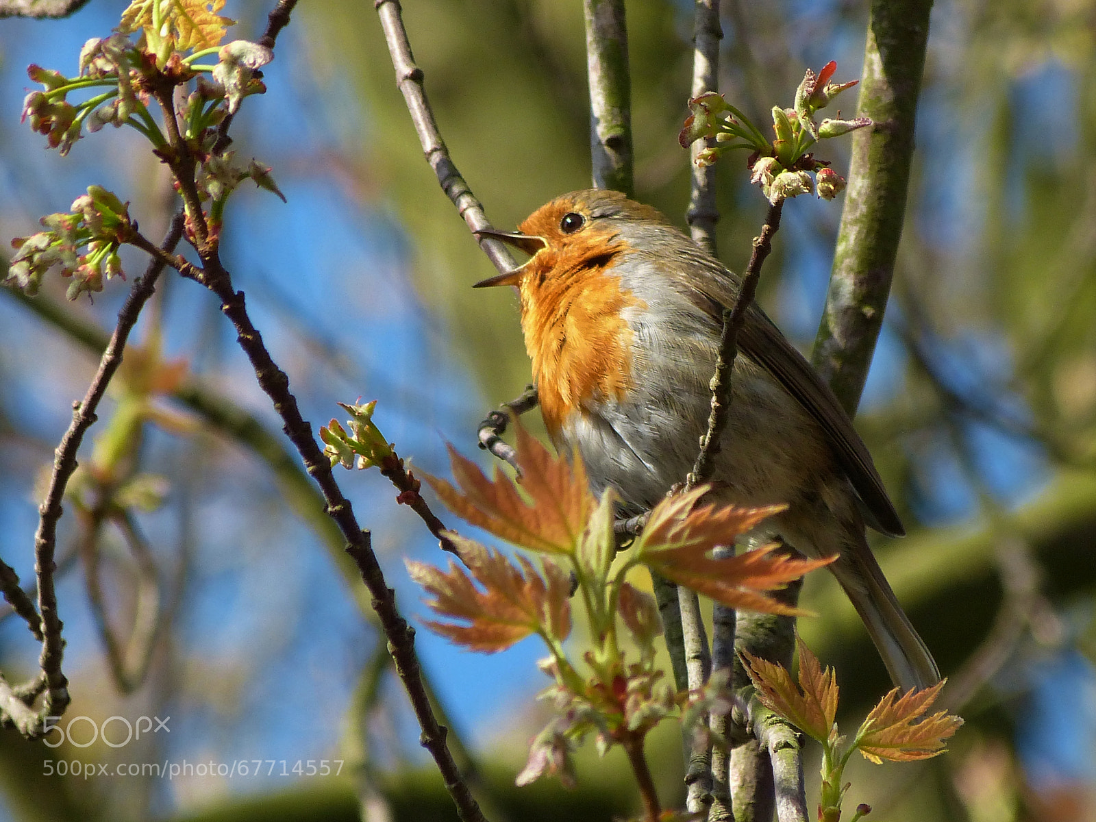 Panasonic Lumix DMC-FZ150 sample photo. Spring song photography