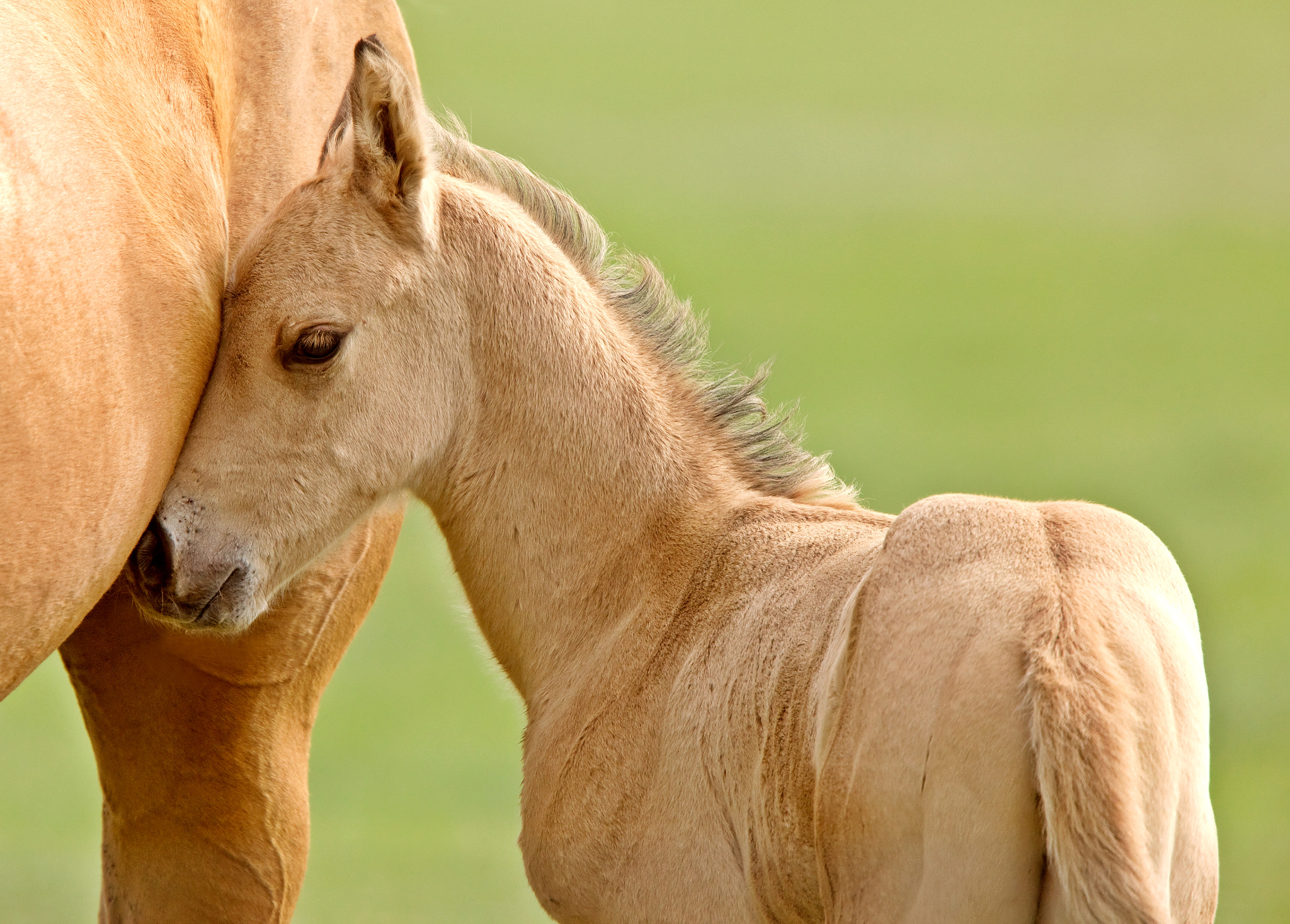 Horse and Colt