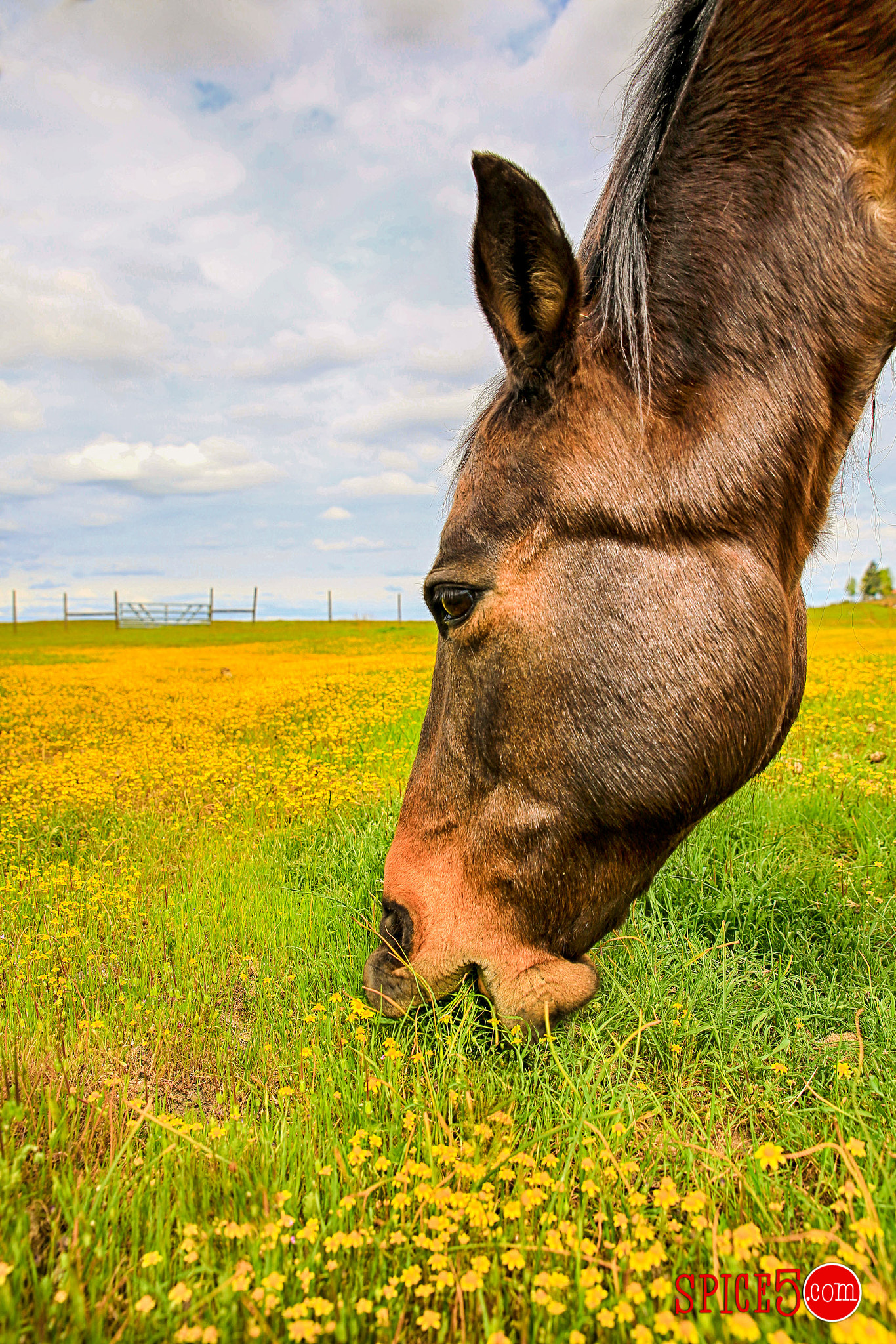 Springtime Snack