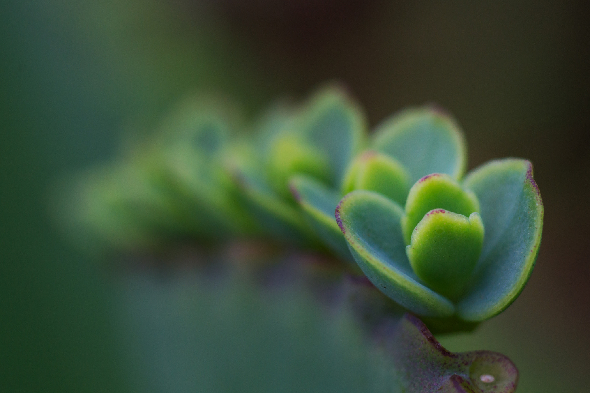 Kalanchoe Pinnata