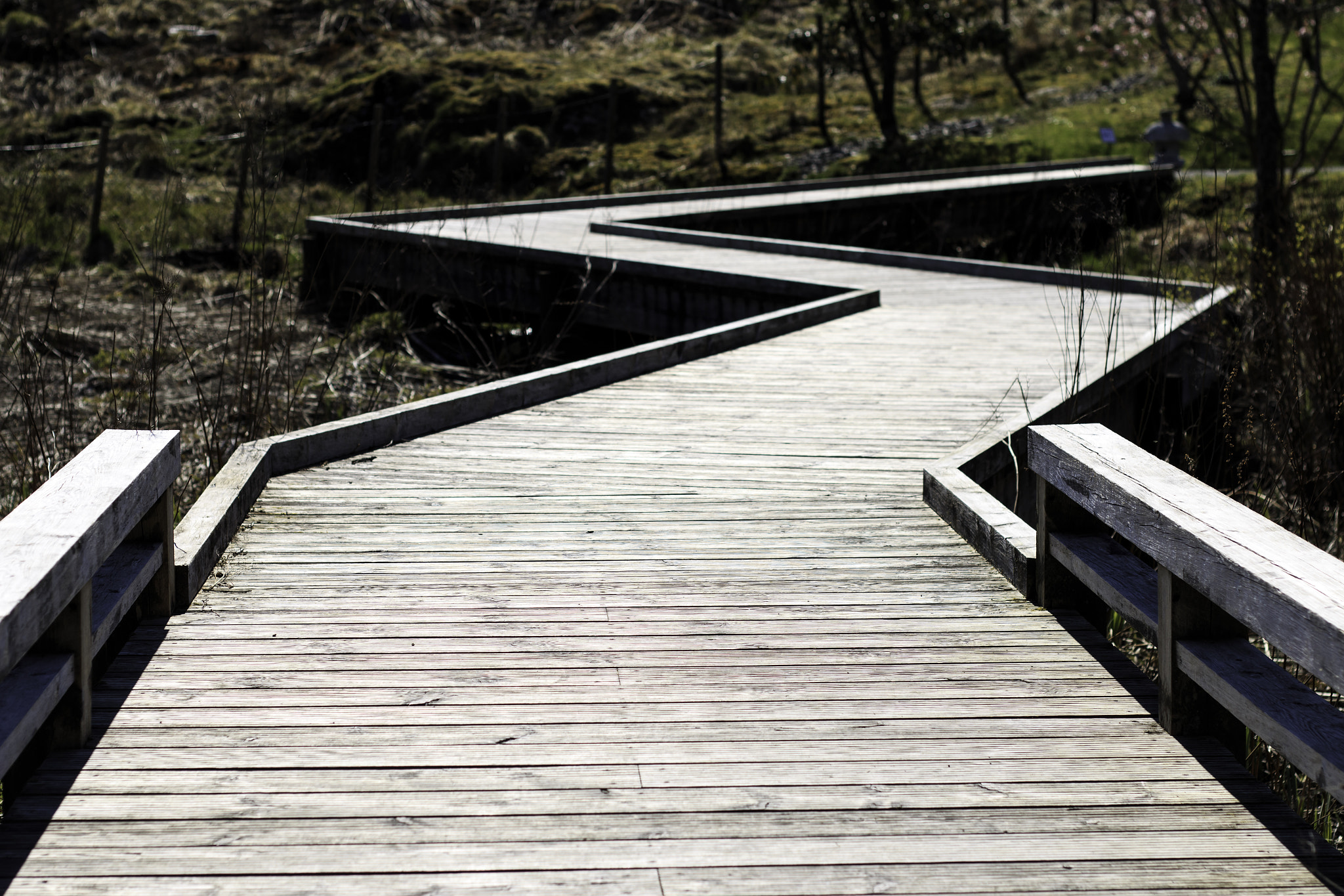 Bridge over swamp