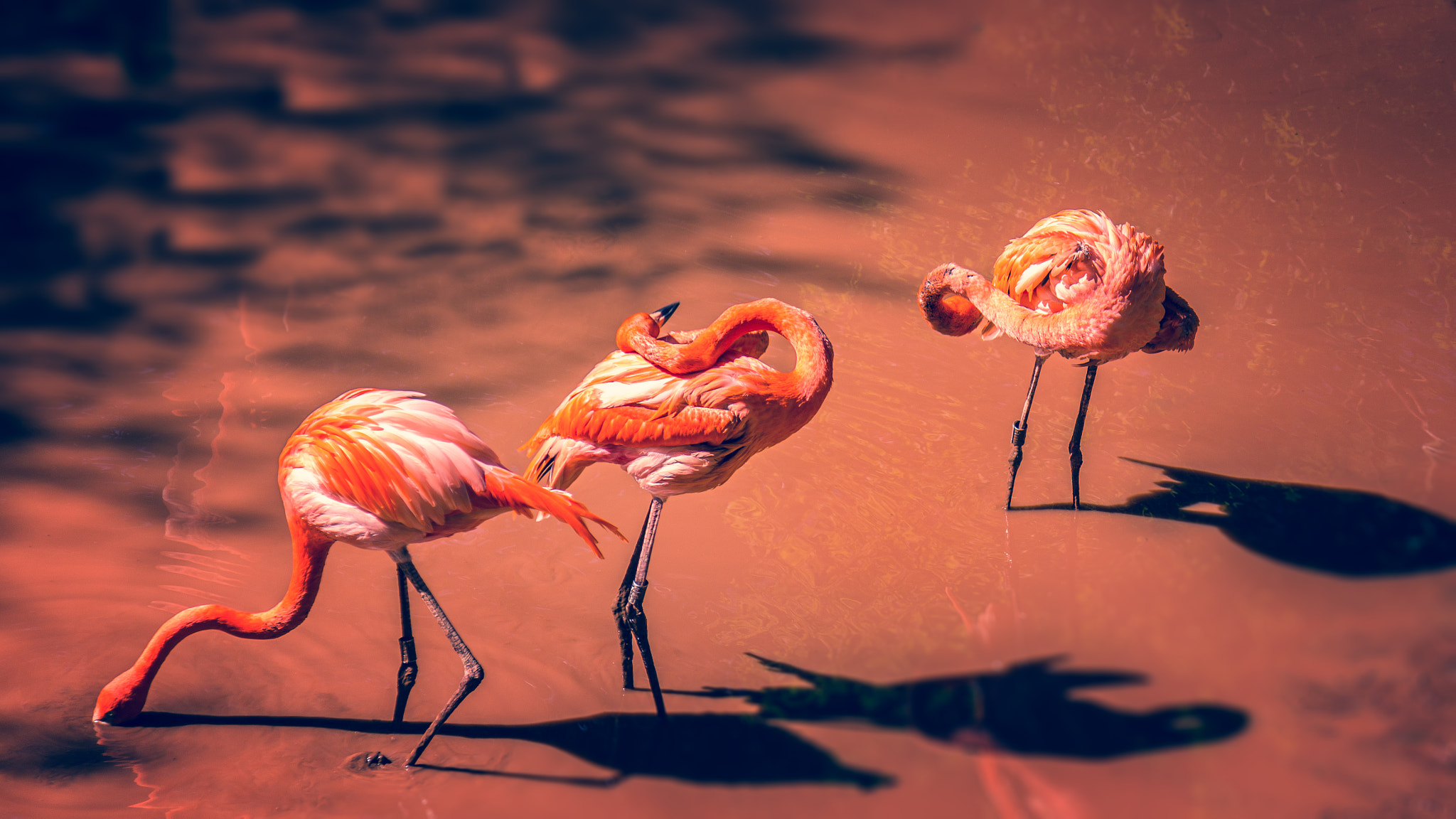 flamingo