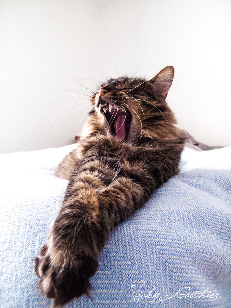 Big Lazy Yawn