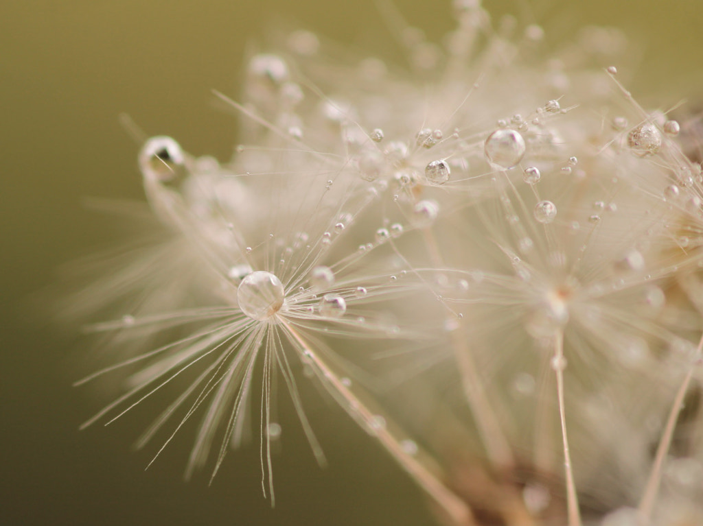 Dream drops by Evelin Pados on 500px.com