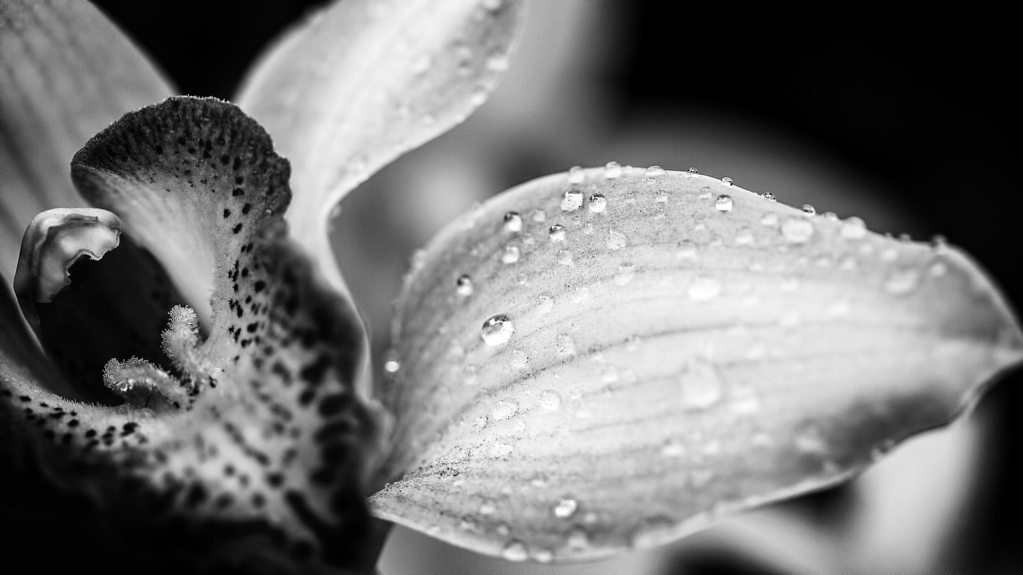 Orchid by begoña garcia on 500px.com