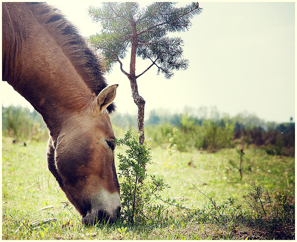 Przewalski Pferd by André Heßler on 500px.com