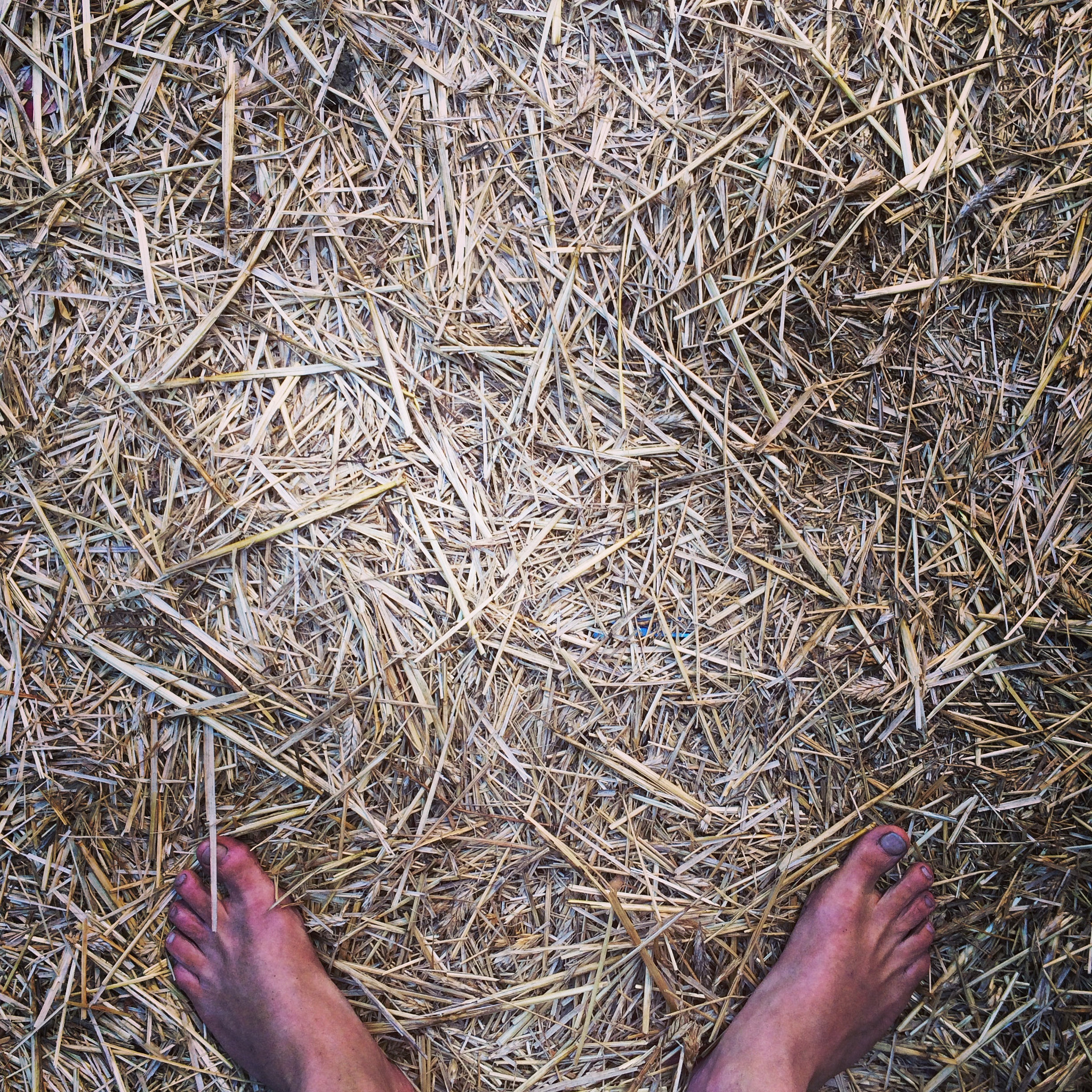 My feet, on hay