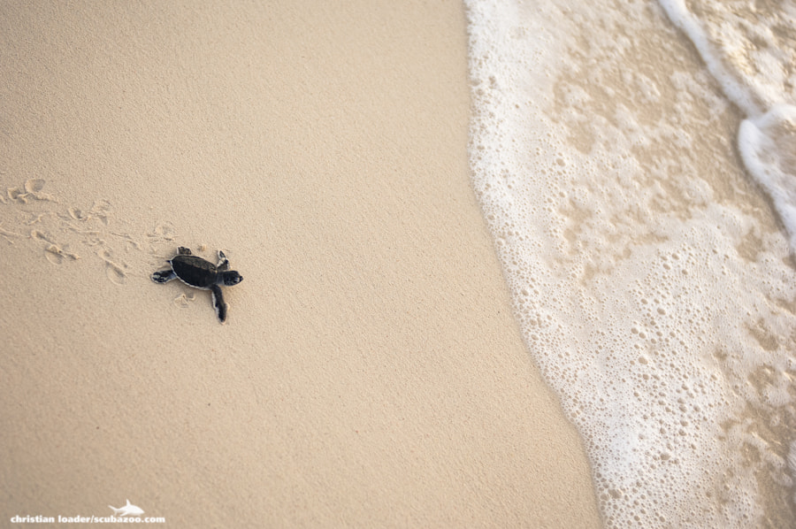 First Steps by Christian Loader on 500px.com