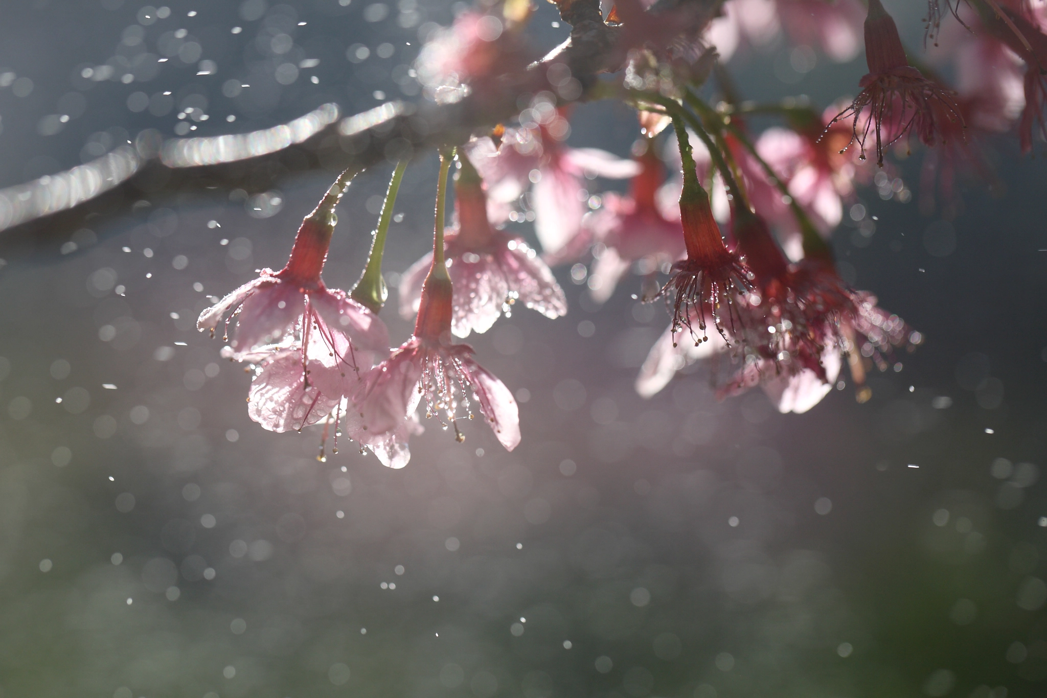 Cherry blossom , pink sakura flower with water drop by Piyato Pana / 500px