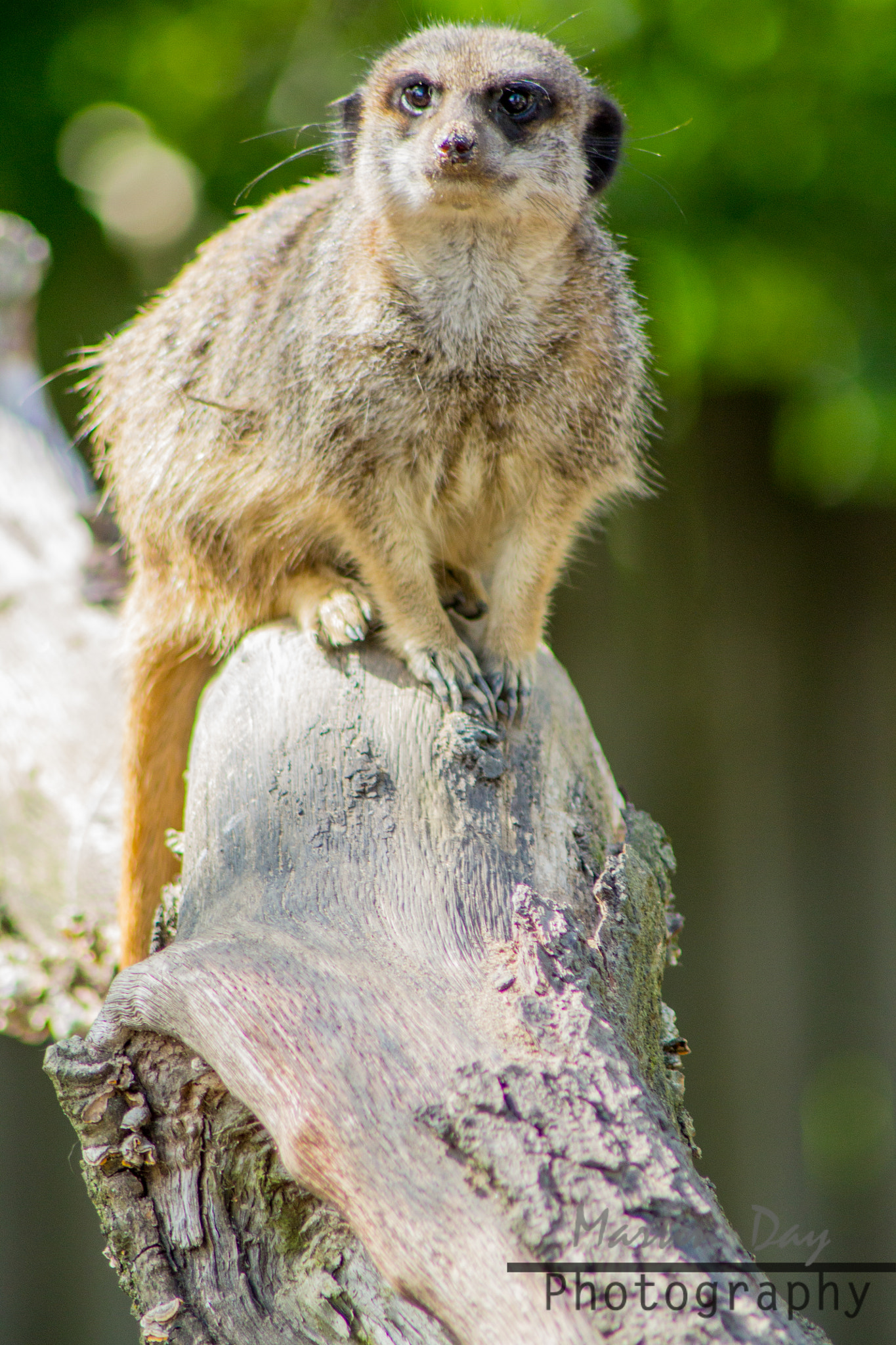 Meerkat