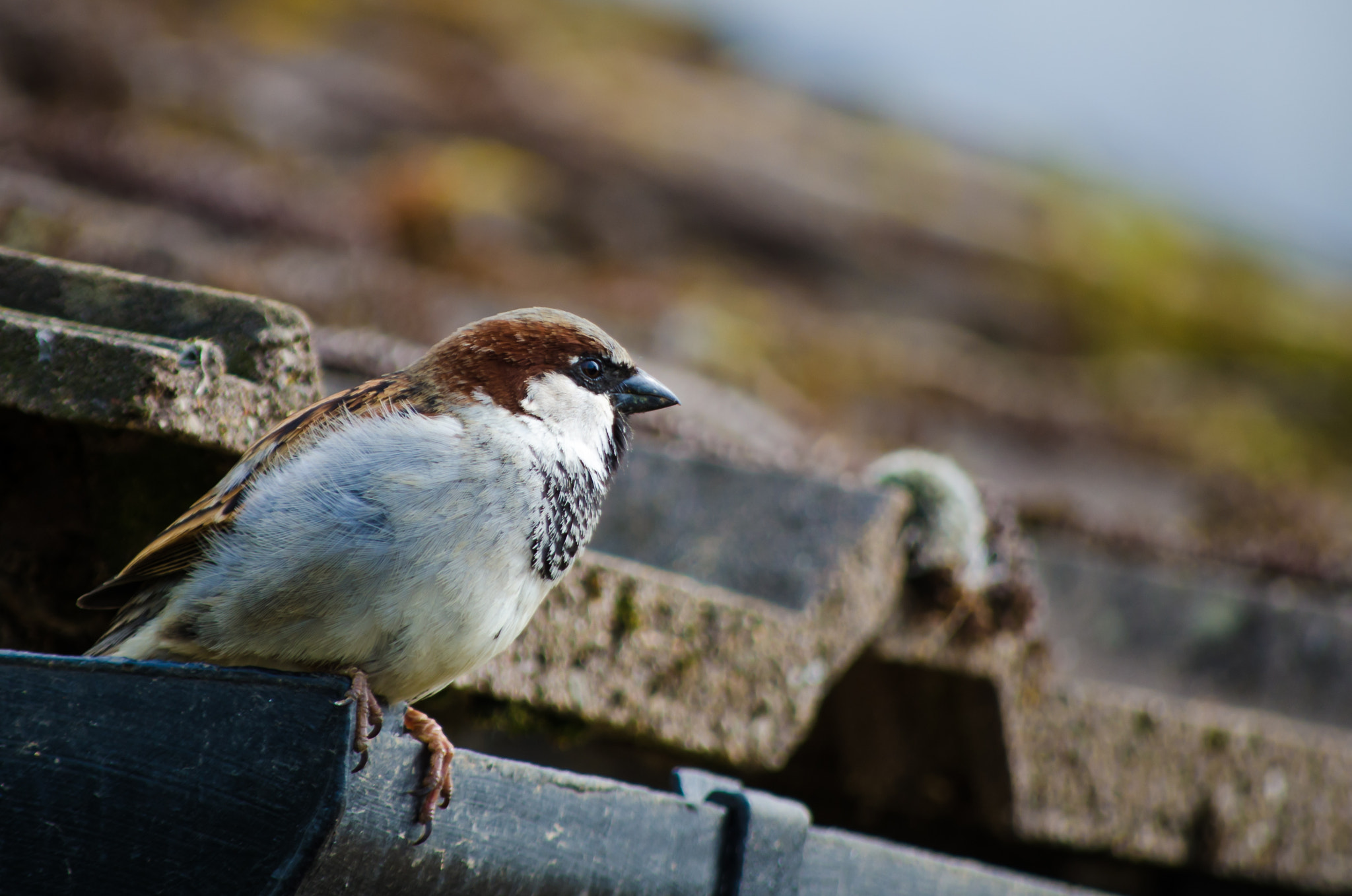 v2?sig=e55899c22df3efd2fcb369ef5a6b207c450ff8287df03826bdf744b901f27cf2