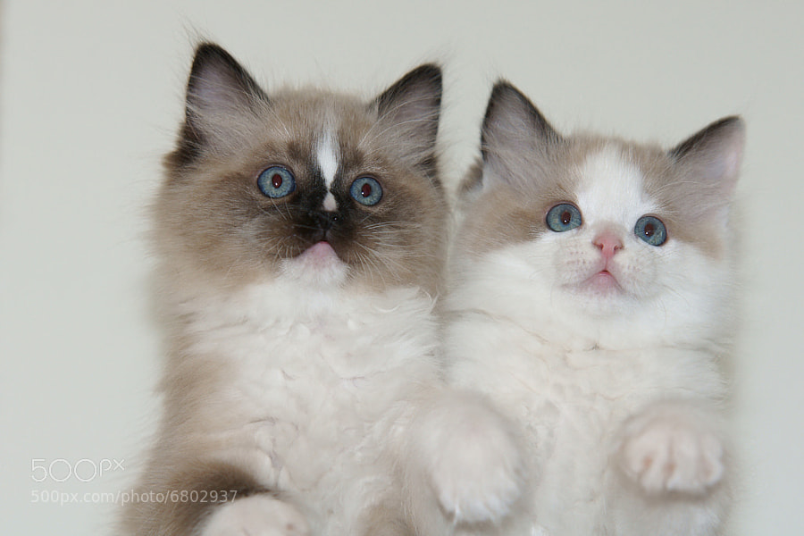 Brother and Sister by Geertje Wuestenenk