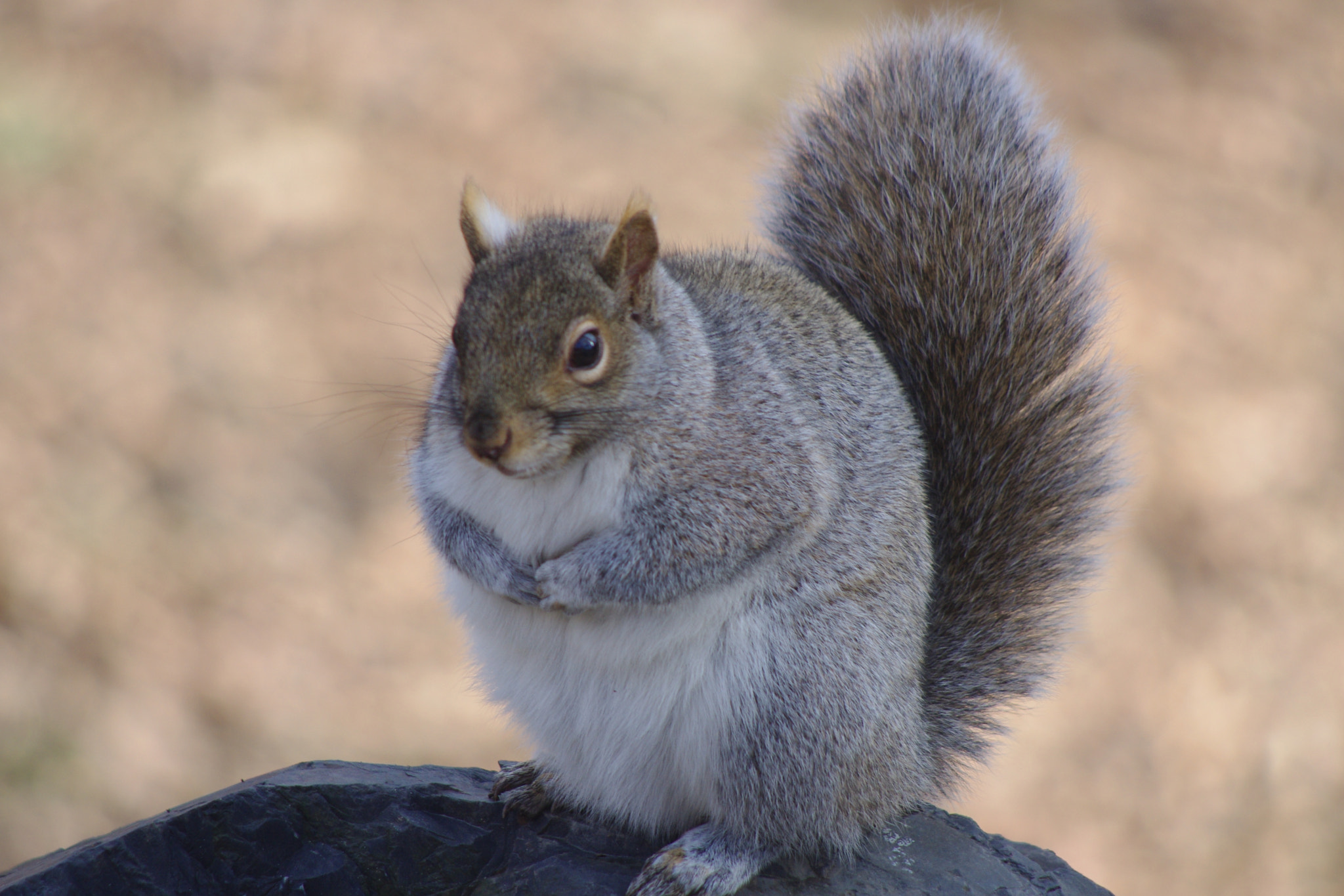 Fat squirrel by Leonardo Ruggeri / 500px