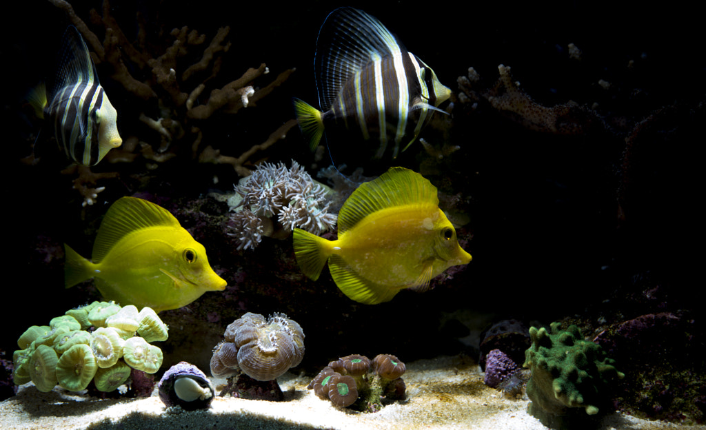 Fish Tank 25 Fun Facts About Coral Reefs | Size, Diversity, and Importance to the Planet