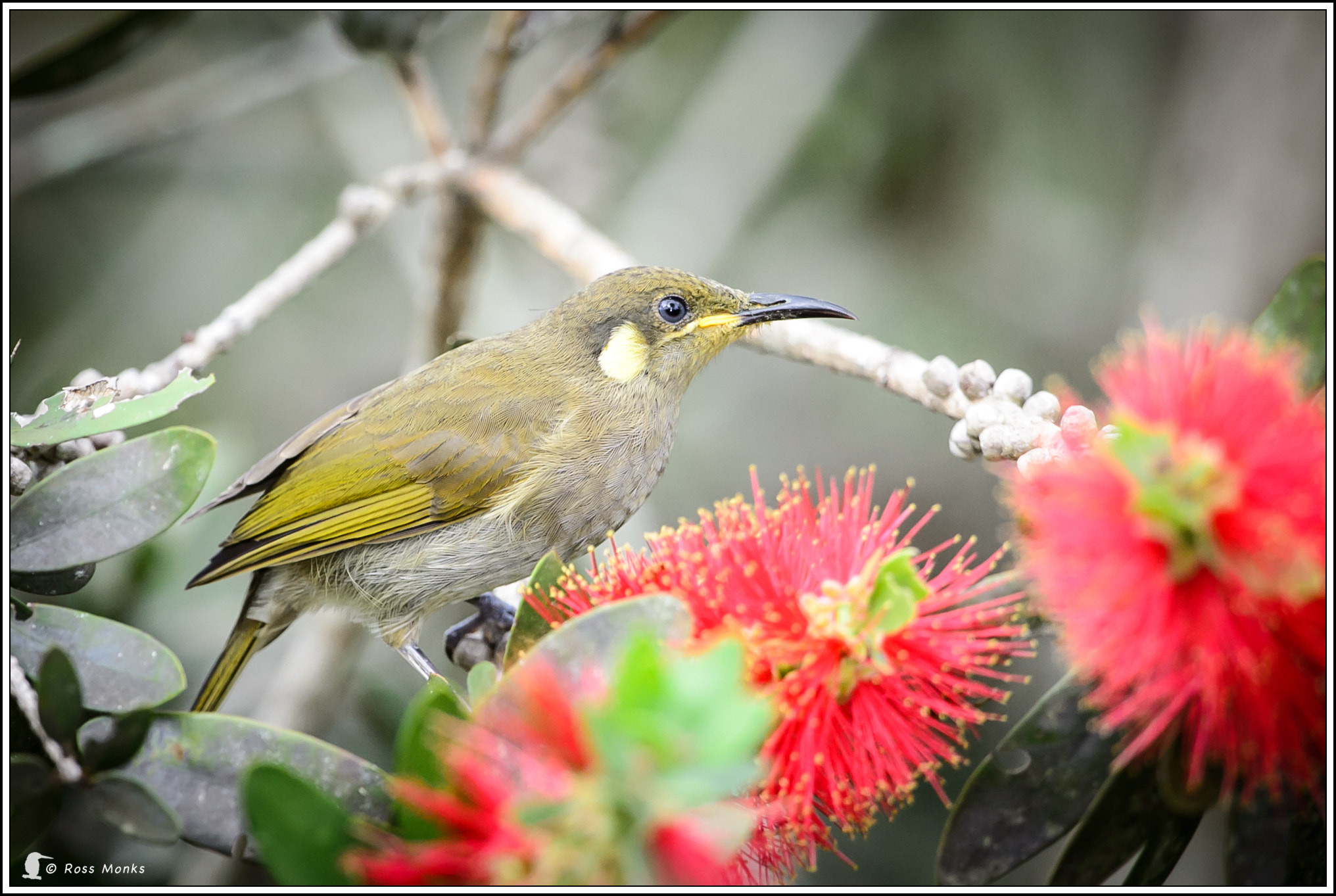 Nikon D4 sample photo. Graceful honeyeater photography