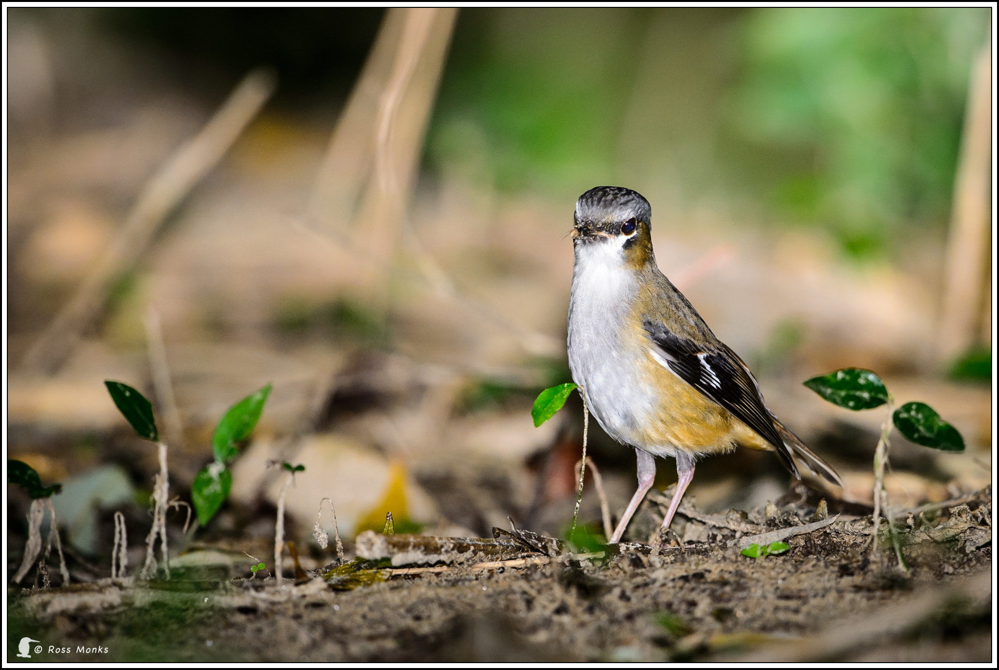 Nikon D4 + Nikon AF-S Nikkor 600mm F4G ED VR sample photo. Greyheaded robin photography