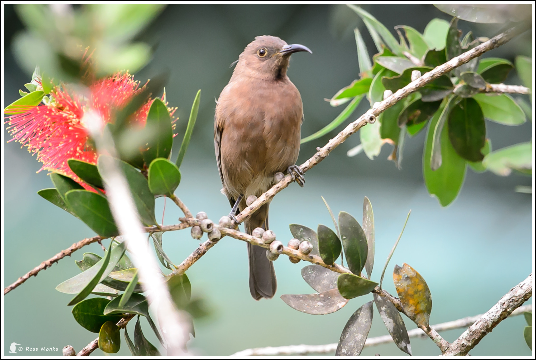 Nikon D4 sample photo. Dusky honeyeater photography