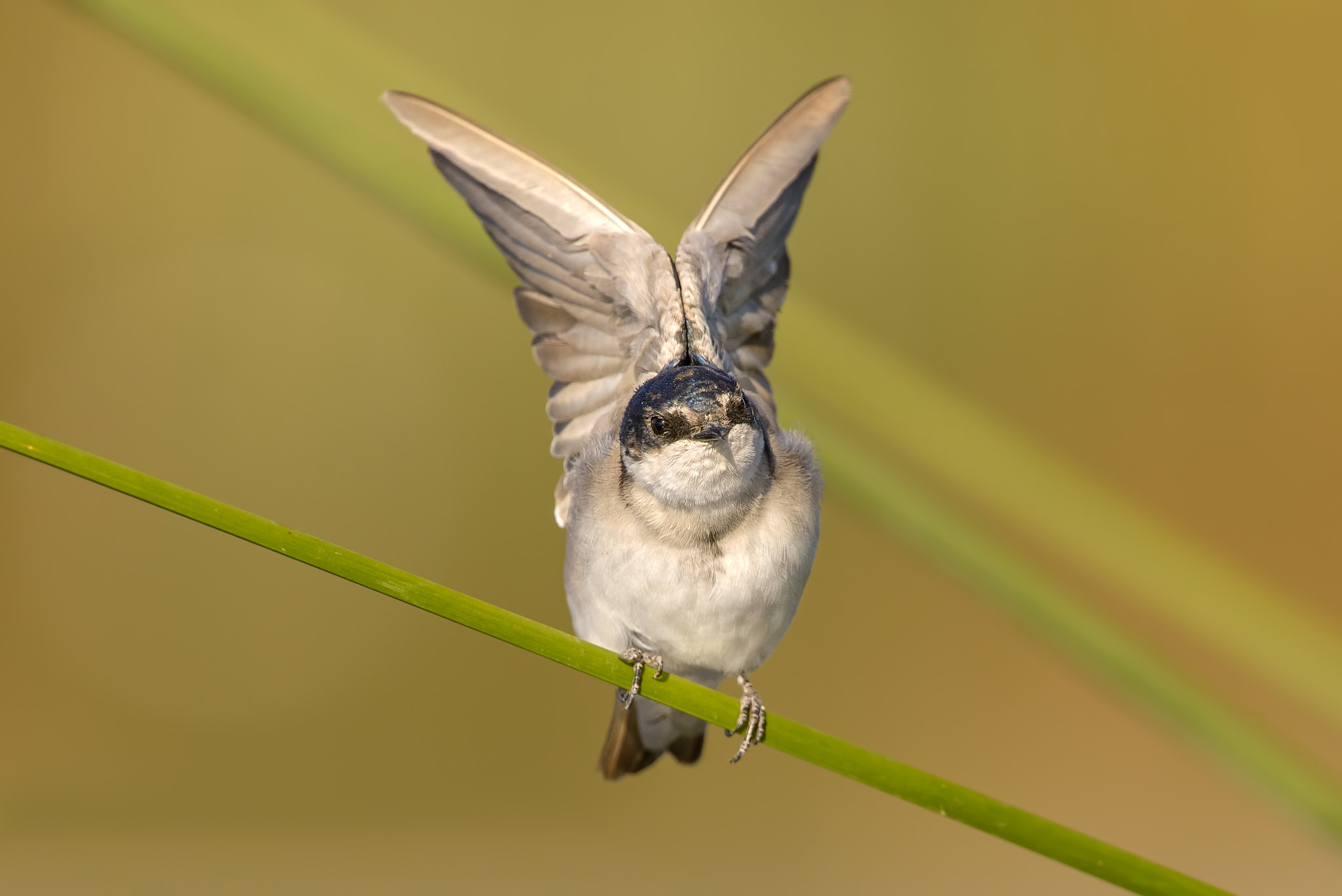 Chilean Swallow | Tachycineta meyeni