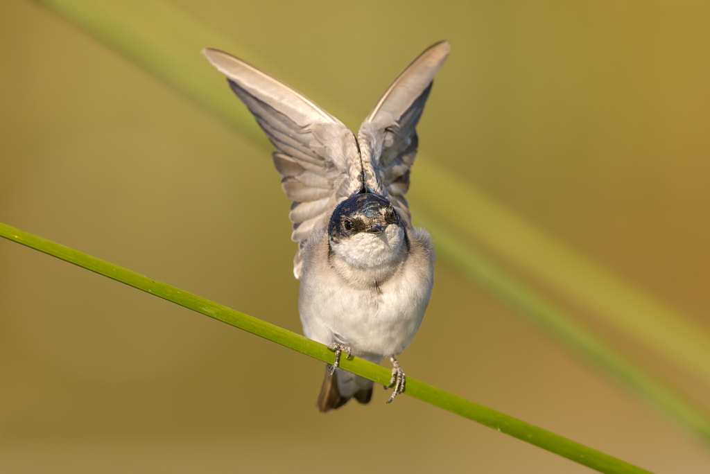 Chilean Swallow | Tachycineta meyeni by Daniel Sziklai on 500px.com