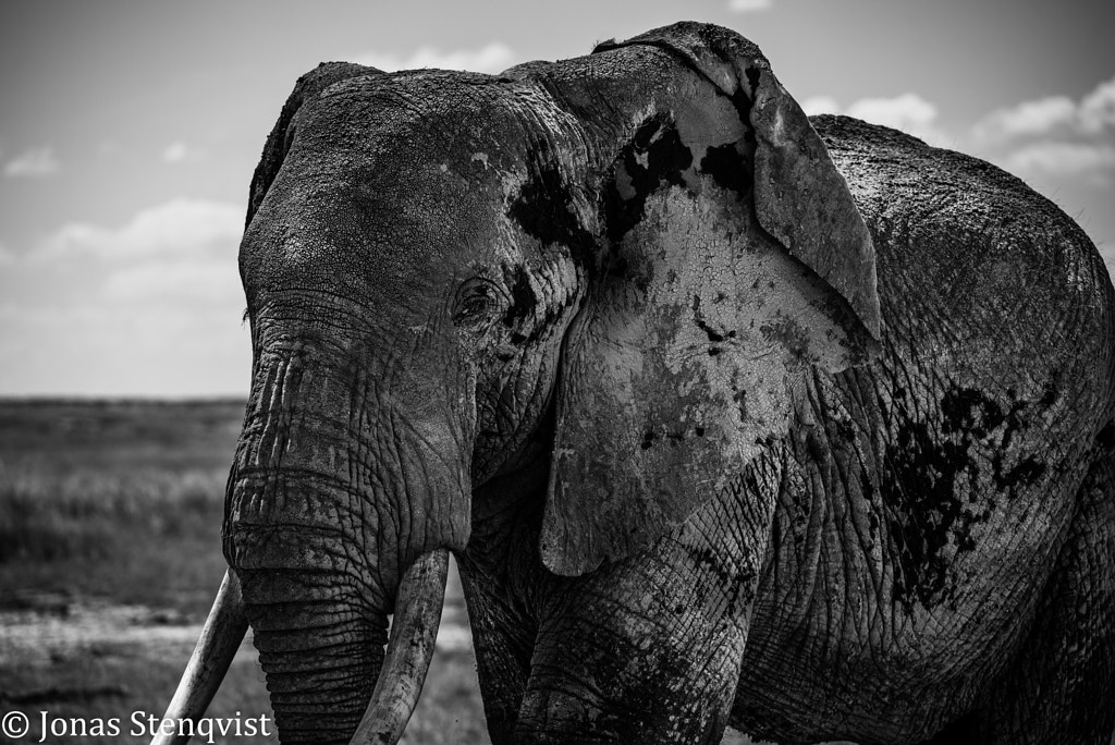 Gentle giant, hard contrast by Jonas Stenqvist on 500px.com