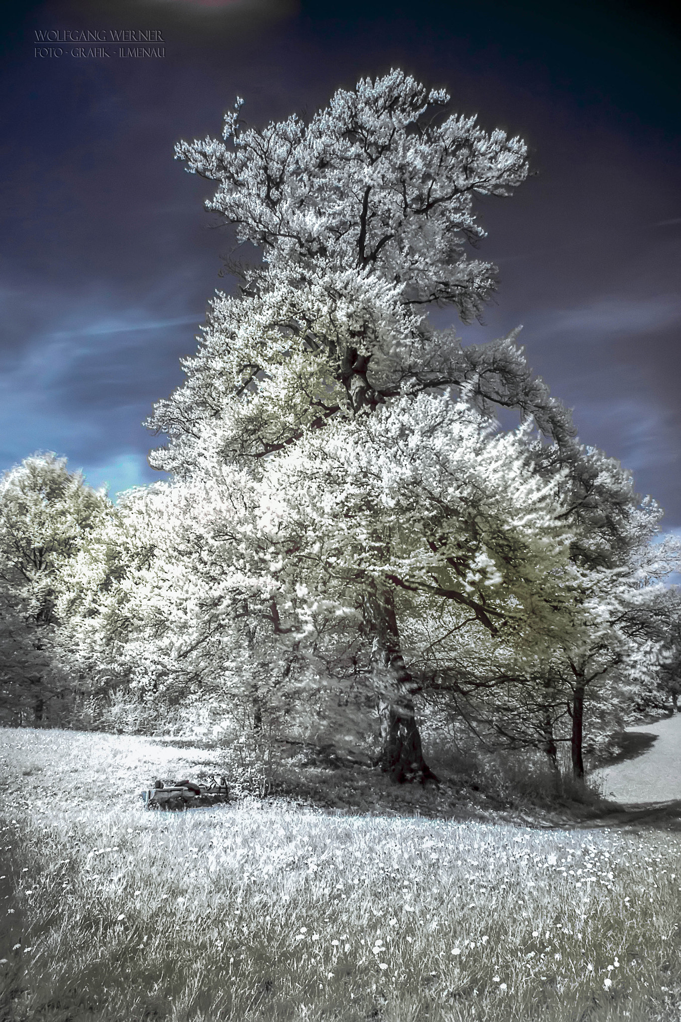Trees in the park (infrared)
