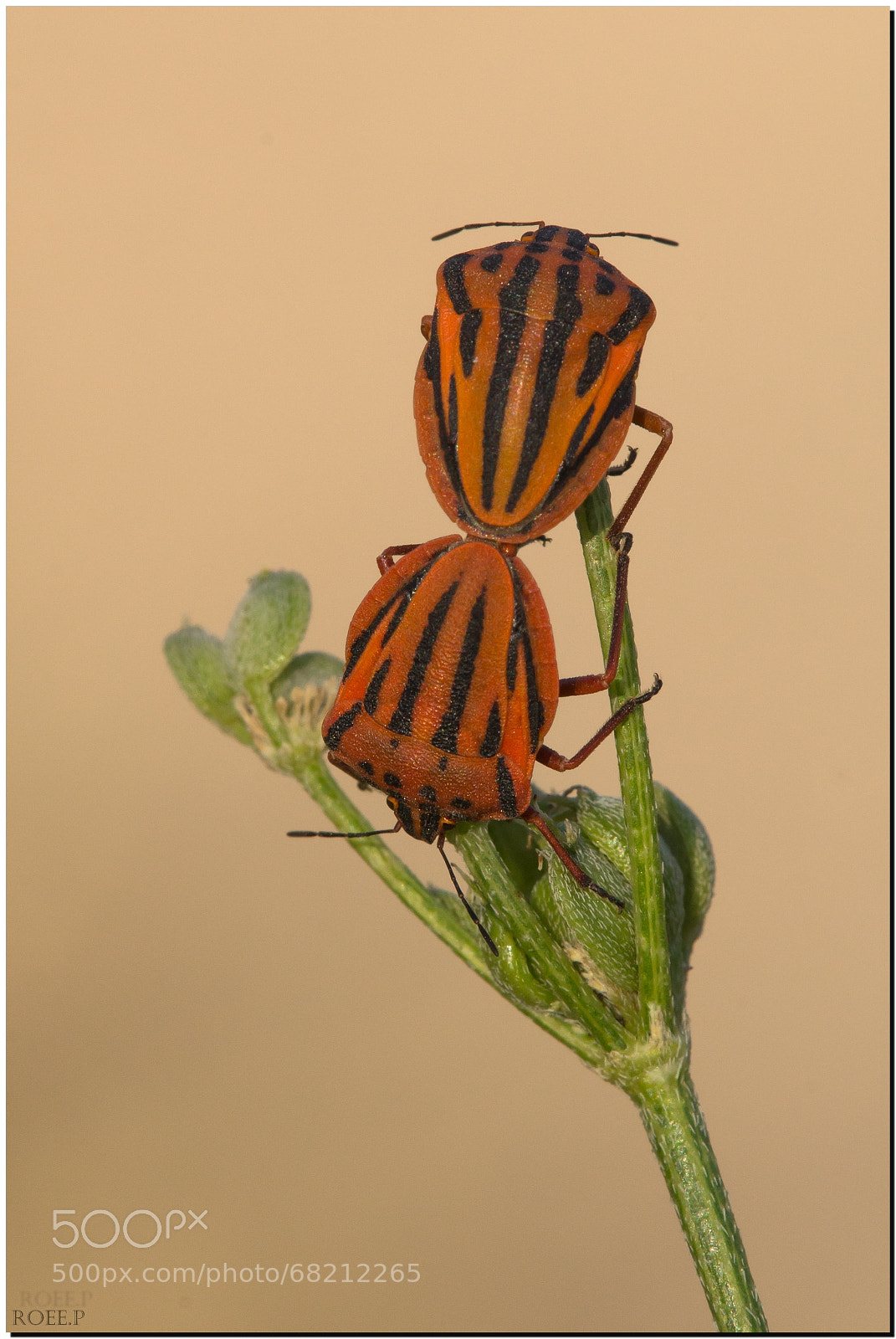 Canon EOS 60D sample photo. Graphosoma lineatum photography