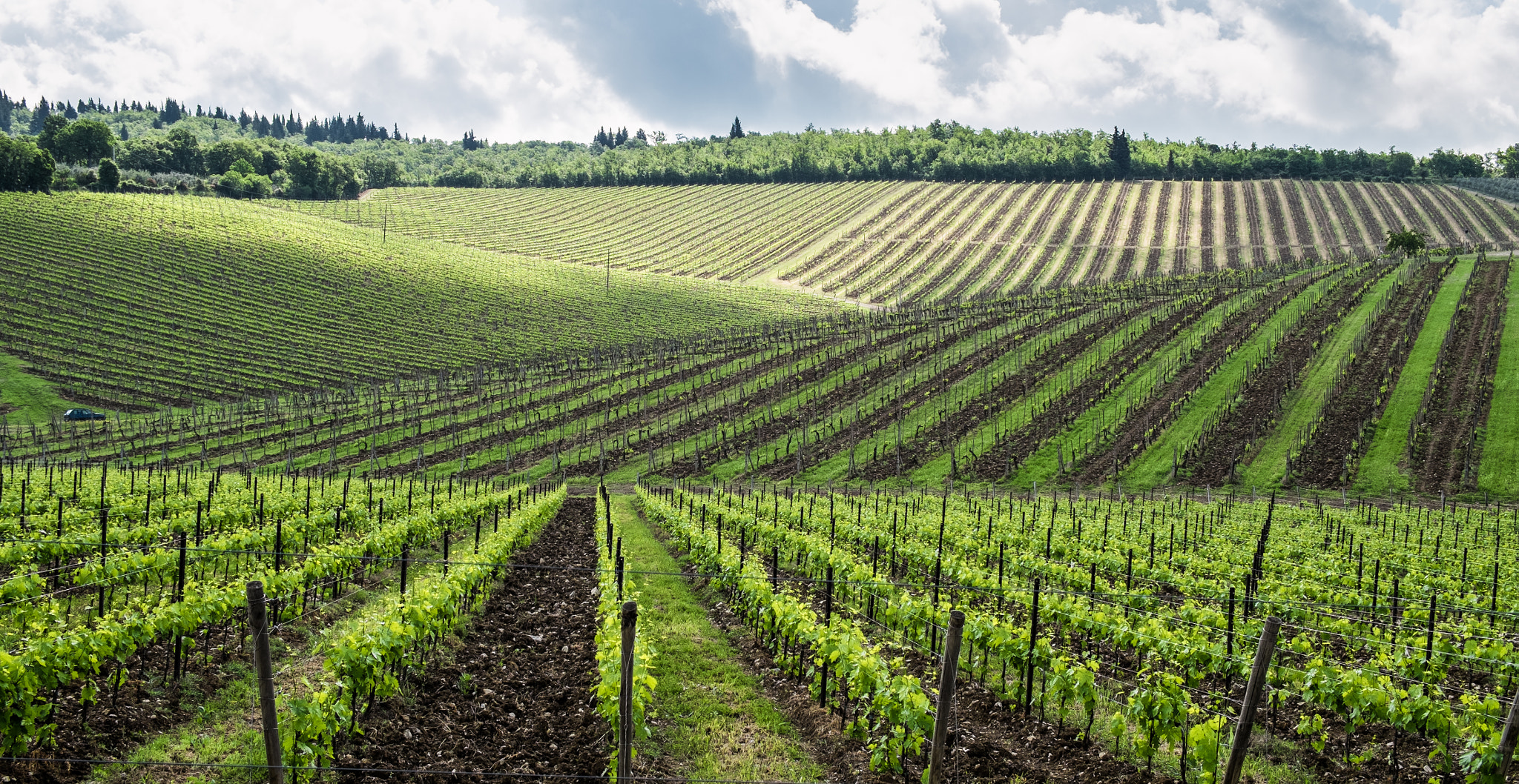 Sangiovese Vineyards - San Donato